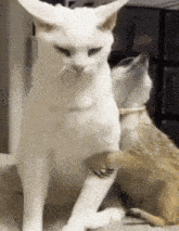 a white cat and a brown cat are sitting next to each other on the floor .