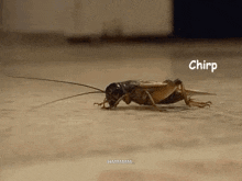 Crickets Crickets Chirping GIF - Crickets Crickets Chirping Silence GIFs