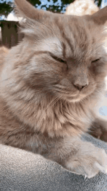 Gingercat GIF - Gingercat Cat GIFs