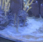 a blurred image of a coral reef with purple corals