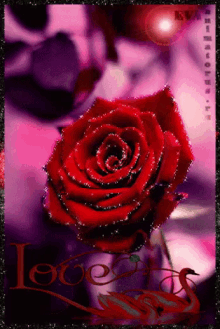 Rose Love GIF - Rose Love GIFs