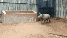 Playing With A Ball Orphaned By Poachers A Baby Rhino Makes A New Friend GIF - Playing With A Ball Orphaned By Poachers A Baby Rhino Makes A New Friend World Rhino Day GIFs