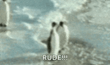 Penguin Smack GIF - Penguin Smack Jerk GIFs