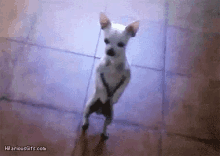 chihuahua dancing party cute dog