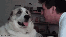 Dogs Funny Animals GIF - Dogs Funny Animals Dog GIFs