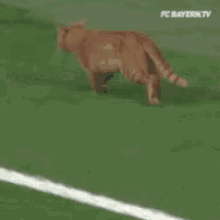 Funny Cat GIF - Funny Cat Entry GIFs