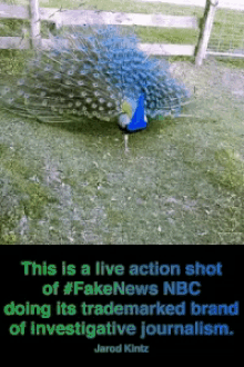 Peacock Meme GIFs | Tenor
