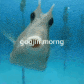 Gogjin Morng Fish GIF - Gogjin Morng Fish Good Morning GIFs