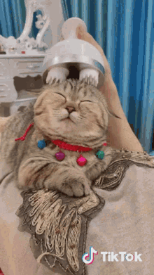 Massage Cat GIF - Massage Cat Cute Kitten GIFs