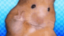 Wangleline Hamster GIF - Wangleline Hamster Animation GIFs