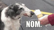 Borzoi Nom GIF - Borzoi Nom Sighthound GIFs