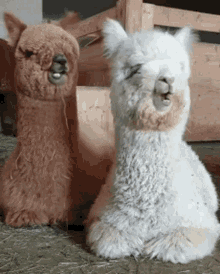 GIF