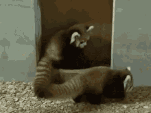 Fight Startled GIF - Fight Startled Racoon GIFs