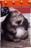 обезьяна обезьяна мем Sticker