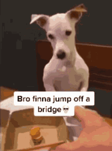 Angry Dog Furious Dog GIF - Angry Dog Furious Dog Bro Finna Jump Of A Bridge GIFs