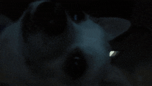 Cachorro Burro GIF - Cachorro Burro GIFs
