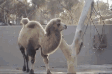 camel humps walk jiggle