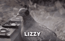 Lizzy The GIF