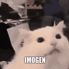 Imogen Cat GIF - Imogen Cat Hello GIFs