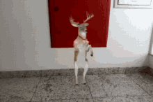 Deer Dance GIF - Deer Dance GIFs