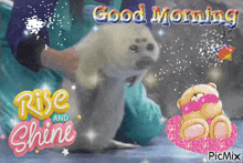 Good Morning Seal GIF - Good Morning Seal Seal Good Morning GIFs