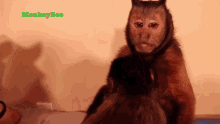 Bleh Capuchin Monkey GIF
