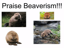 Beaver Beaverism GIF - Beaver Beav Beaverism GIFs