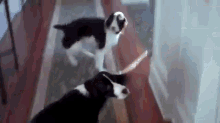 Spin For Dinner: Hope And Rose, A Pair Of Adorable English Springer Siblings Spin For Dinner GIF - Dogs Chasing Playing GIFs