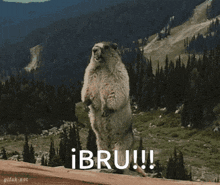 a ground squirrel standing on its hind legs with the words ibru written above it