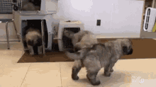 Puppy Party! GIF - Puppy Party Dr Pol Nat Geo GIFs