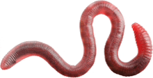 Worm Earthworm GIF - Worm Earthworm GIFs