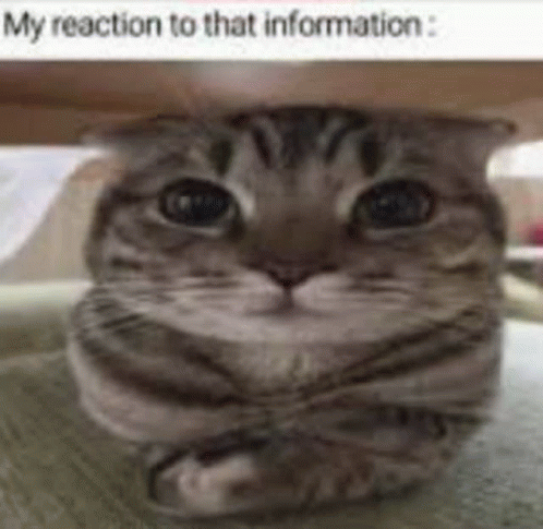 My Reaction To That Information Cat Gif - My Reaction To That 