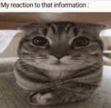 My Reaction To That Information Cat GIF - My Reaction To That Information Cat GIFs