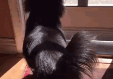 a black dog is sitting in front of a window and looking out .