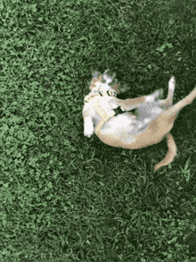 Fun Happy GIF - Fun Happy Dog GIFs