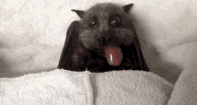 Those Chubby Bat Cheeks! GIF - Chubbycheeks Fruitbat Eating GIFs