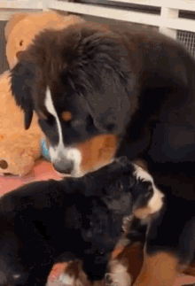 Puppies GIF