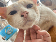 a close up of a cat being held by a person with a bottle of water in the background