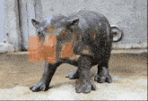 a statue of a hippopotamus with the letter m in orange
