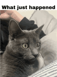 Fuuny Cat Gray Cat GIF - Fuuny Cat Gray Cat GIFs