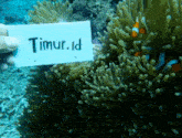 a coral reef with a clown fish and a sign that says timur.id