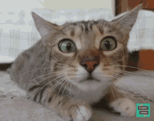 Cat Fear GIF - Cat Fear Shocked GIFs