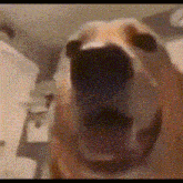 a close up of a dog yawning with its mouth open
