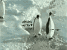 memes penguin