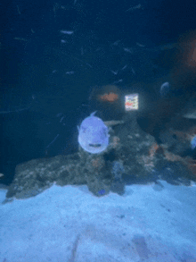 a purple fish is swimming in a tank with a sign that says ' a ' on it