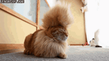 Kitty Cat GIF - Kitty Cat Hair GIFs