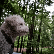 Dog Poodle GIF - Dog Poodle Woods GIFs