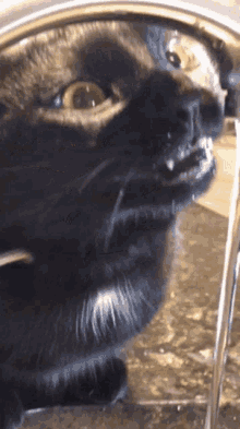 Cat Thirsty GIF - Cat Thirsty Drink GIFs