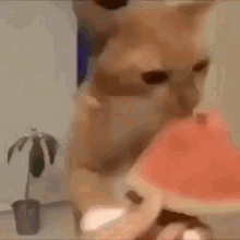 Watermelon Cat GIF