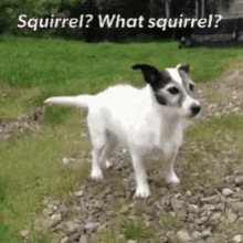 jack russell dogs lucky squirrel